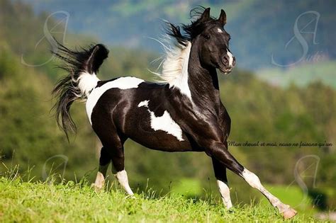 1000 images about pinto arabians on pinterest models