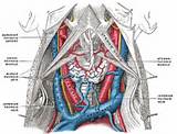 Images of Jugular Carotid Artery Anatomy