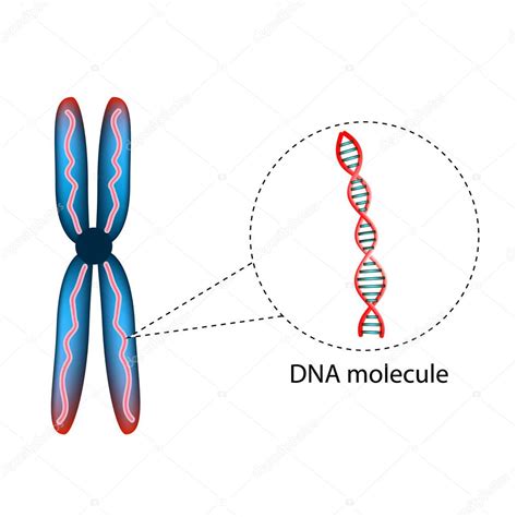 La Estructura Del Cromosoma La Estructura De La Molécula De Adn