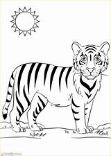 Tigre Mewarnai Tigres Tygrys Harimau Tigri Dibujar Ausmalbilder Druku Kolorowanki Imprimir Marimewarnai Malen Paud sketch template