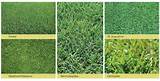 Images of Different Types Of Zoysia Grass
