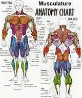 Weight Human Body Parts