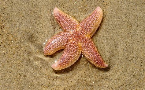 facts  starfish ecomare texel