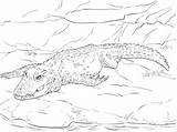 Coloring Crocodiles Crocodile Dwarf Pages Parentune Worksheets sketch template