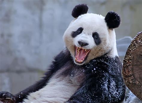 happy panda  sabry mason px panda happy panda panda bear