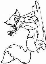 Vossen Kleurplaten Kleurplaat Dieren Fuchs Colorat Foxes Renard Mewarnai Rubah Zorro Volpi Coloriages Vulpe Animasi Renards Malvorlagen Ausmalbild Bergerak Animaatjes sketch template