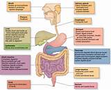 Digestive Health And Nutrition Images