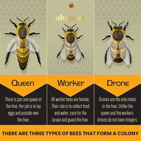 queen bee  worker bees   drone bees   interdependent