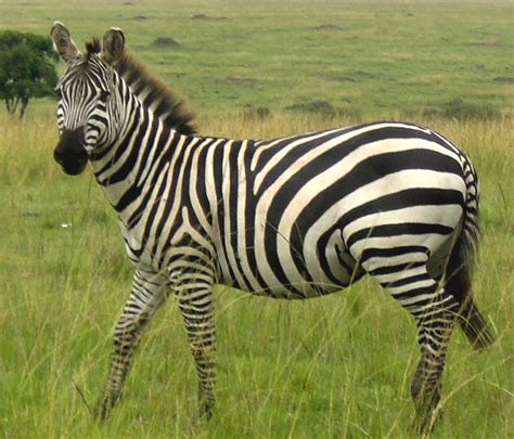 zebras animal info  pictures  wildlife photographs