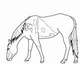 Horse Coloring Pages Mustang Wild Horses Para Drawing Grazing Colorear Outline Bucking Pastando Printable Beautiful Caballos Color Running Getcolorings Awesome sketch template