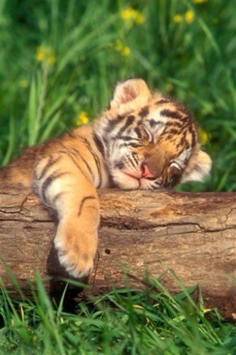 tiger cub pearltrees