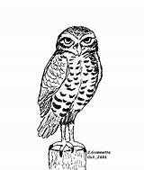 Owl Burrowing Drawing Coloring Sketch Draw Owls Drawings Designlooter Row Boat Animal Paintingvalley 526px 42kb Choose Board sketch template