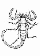 Scorpion Coloring Sheet Printable sketch template