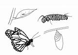 Butterfly Caterpillar Cycle Coloring Life Monarch Pages Clipart Butterflies Into Facts Shed Skin Times Before Its Will Clipground Popular Pluspng sketch template
