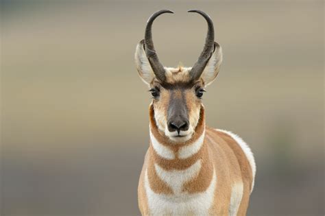 wild profile meet  pronghorn antelope cottage life