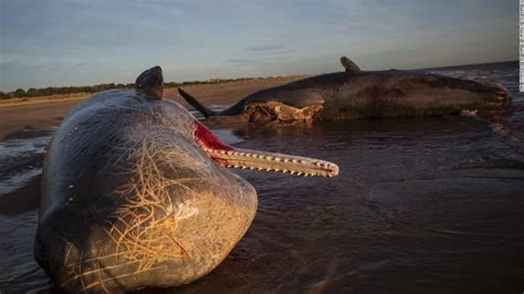 three dead sperm whales washed ashore on english beach cnn