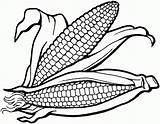 Corn Coloring Clipart Indian Library sketch template