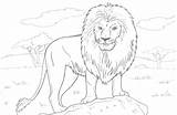 Lion Coloring Sheet Pages African Face Template sketch template