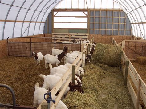 goats boer goats goats livestock shelter