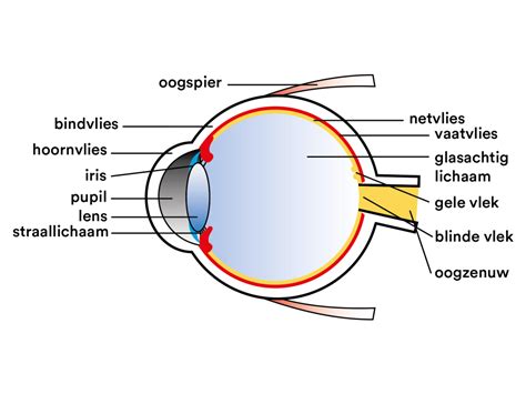het oog lens