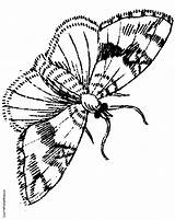 Moth Designlooter Nocturnal sketch template