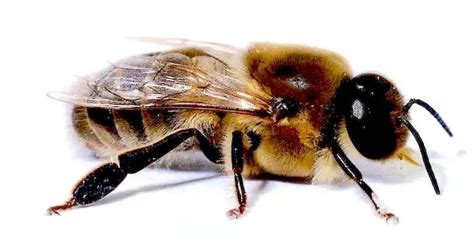 types  bees honey bees drone bees types  bees