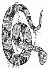 Coloring Snake Pages Printable Copperhead Colouring Print Kleurplaat Adults Kleurplaten sketch template