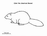 Beaver Coloring American sketch template