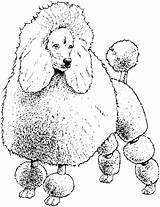Poodle Getcolorings Breeds Template Recognize sketch template