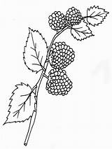 Blackberry Coloring Pages Getdrawings Drawing Berries Print Recommended sketch template