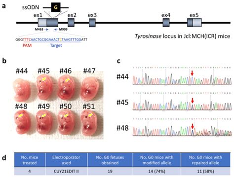 Figure S7 Restoration Of Tyr Mutation Of Albino Jcl Mch Icr Mice By