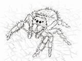 Spider Coloring Pages Jumping Daring Spiders Printable Drawing Realistic Cartoon Kumo Kids Book Adult Designlooter Categories Choose Board Skip Main sketch template