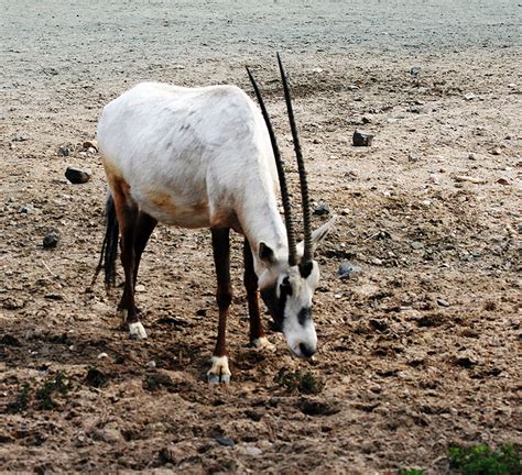 science decoded  arabian oryxs comeback story