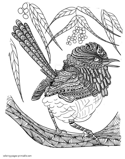 adult coloring pages  bird coloring pages printablecom