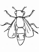 Coloring Insect Fly Giant sketch template