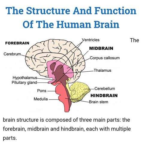 structure  function   human brain  brain structure  comp