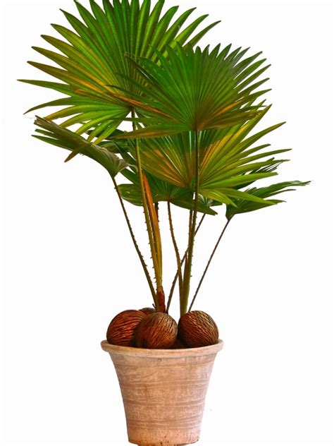 indoor palm care