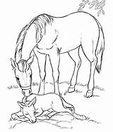 Kuda Mewarnai Buku Binatang Halaman Printables Realistic Cai sketch template