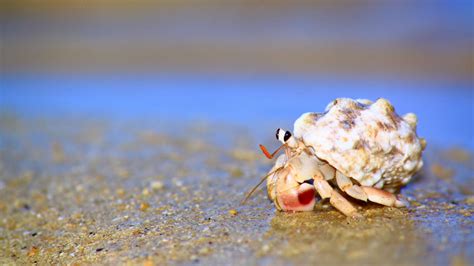 hermit crab seo