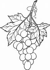 Grapes Bunch Drawing Printable Line Coloring Grape 2010 January Originally Designed September Beccy Place Drawings Leaf Beccysplace Challenge Pages Template sketch template