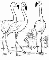 Flamingo Colorir Flamingos Drawing Fenicottero Colorare Conversando Ausmalbilder Sketches Birds Fenicotteri Identification Kinder sketch template