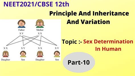 Sex Determination In Human Part 10 Principle Of Inheritance And