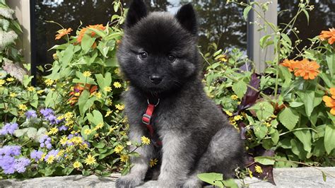 black eurasier dog puppy  sitting  colorful flowers green leaves plants background hd dog