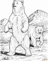 Coloring Pages Bears Two Printable Skip Main sketch template