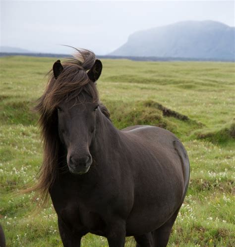 fileicelandic pony hilljpg