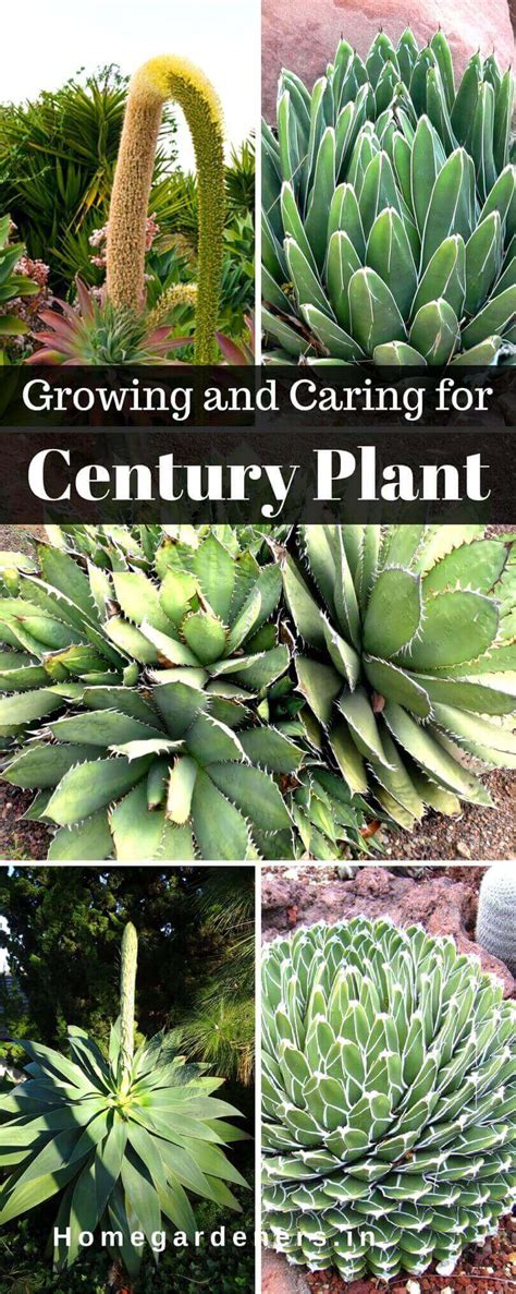 agave americana growing  caring  century plant home gardeners