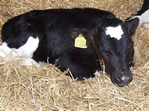baby friesian calf    weeks    dairylan flickr