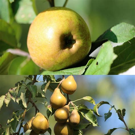 appels met peren vergelijken