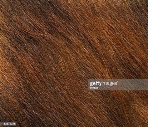 hairy dark haired photos et images de collection getty images