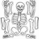 Skeleton Coloring Pages Bones Printable Craft Print His Part Kids Human Body Color Skeletons Halloween Worksheets Visit Activities Kindergarten Crafts sketch template